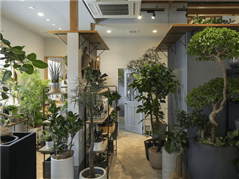 名古屋の観葉植物専門店ならY’s garden | 植物のある暮らしで心豊かに