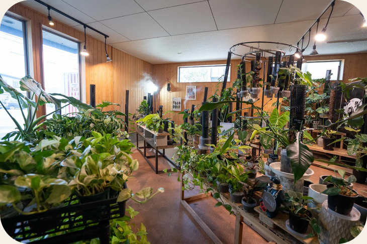 愛知の観葉植物ならMONSTER_A.ROID | アロイド系の多彩な植物を展開