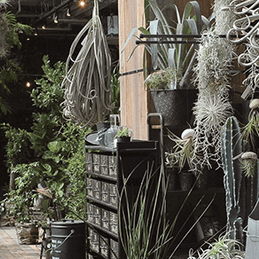 garage living with plants | 『植物と暮らす』がコンセプトのグリーン＆インテリアショップgarage［ガレージ］