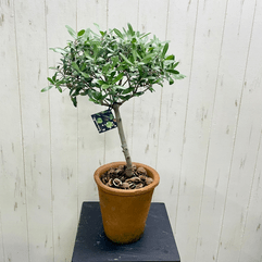 PLANTS SHOP OLIVE