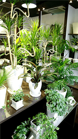 名古屋市守山区の観葉植物専門店 グリーンサム｜ガーデニングのご提案｜観葉植物・鉢の販売