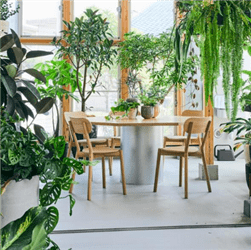 Yokoni Plants | 観葉植物・庭木・プランター