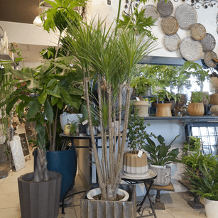 The Plants Shizuoka Home-Garden Base